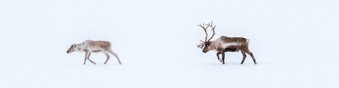 Twee rendieren in een besneeuwd landschap
